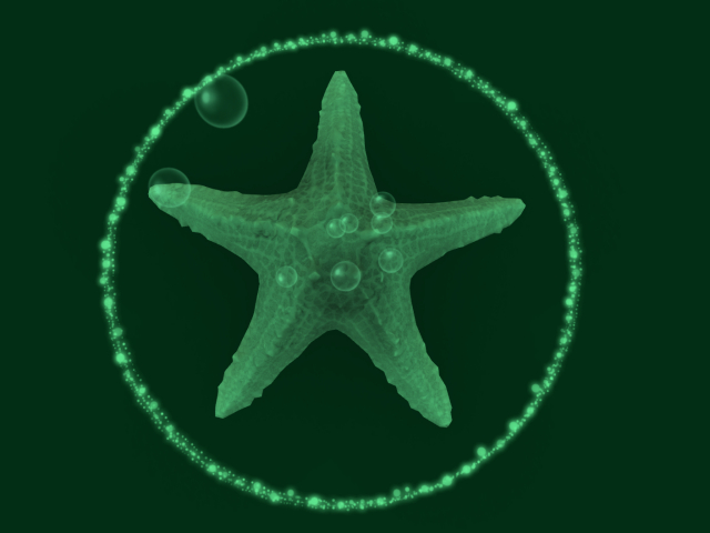 Papillon Starfish Tier 1, Tiny/Normal, Angry Type-B