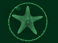 Papillon Starfish Tier 1, Tiny/Normal, Angry Type-B