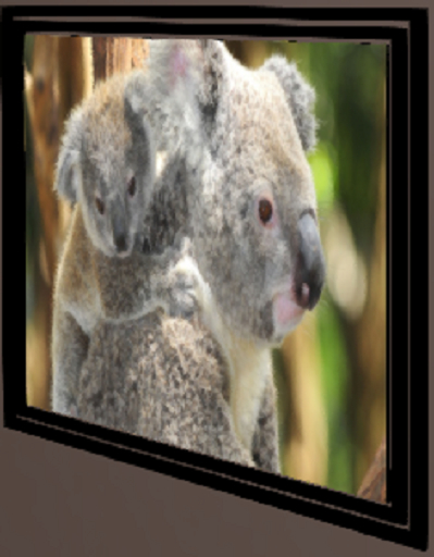 koala Cuddles