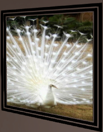 King Pheasant