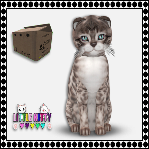 KittyCatS Box - 9T Bengal - Blue M