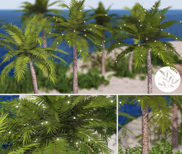 tarte. palm trees