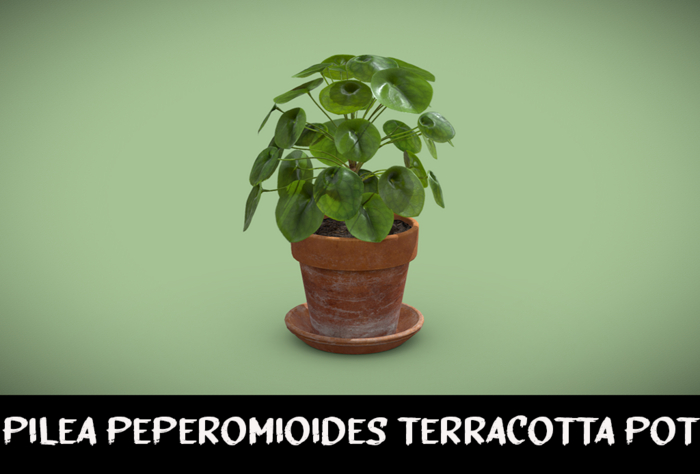 Pilea Peperomioides Terracotta pot    