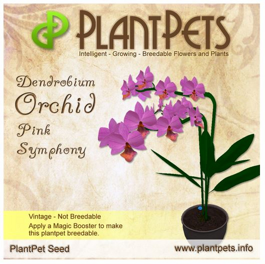 PlantPet Seed [Dendrobium Orchid *Pink Symphony*] LIMITED VINTAGE