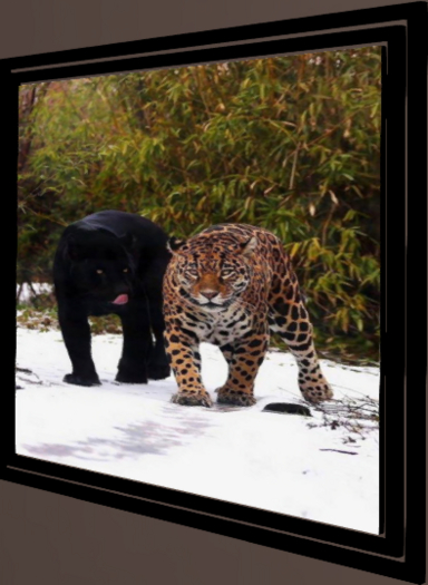 Big cats