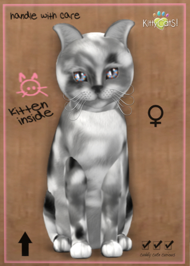 KittyCats Box Maine Coone Tortoiseshell F - Flowerchild