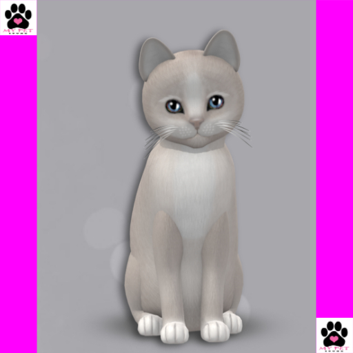 KittyCatS Box 167 - Male 2T Genesis - Pearl II - TEACUP