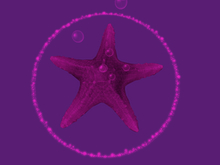 Papillon Starfish Tier 3 Diminutive/Normal, Blissful Type-B