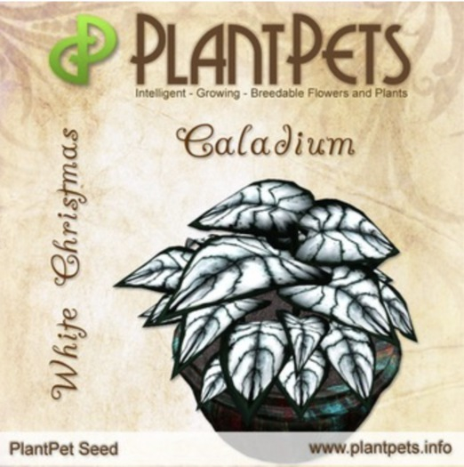 PlantPet Seed [Caladium *White Christmas*]