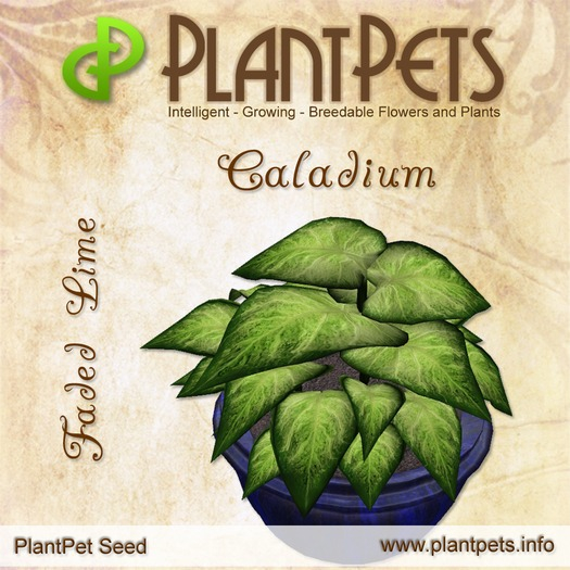 PlantPet Seed [Caladium *Faded Lime*]
