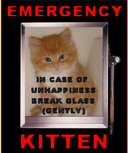Emergency Kitten