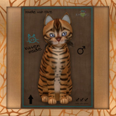 Fur: Toyger - Caramel ♂