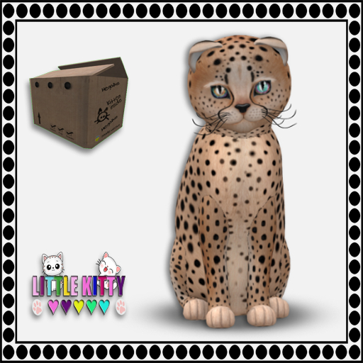 KittyCatS Box - 9T Cheetah! - Au Natural/OdyTap F