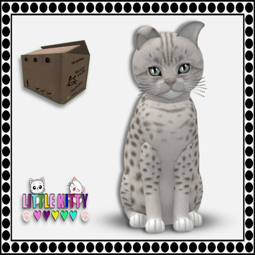 KittyCatS Box - 9T Ocicat - Platinum/GrMt/OdyVamp M