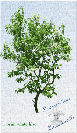1prim white lilac 
