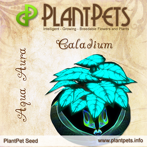 PlantPet Seed [Caladium *Aqua Aura*]
