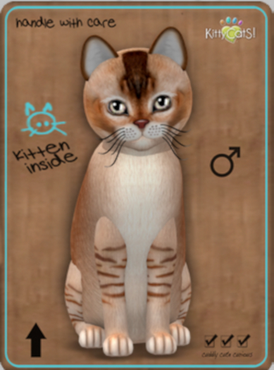 KittyCatS Box - Burmilla Chocolate Caramel/5T/Male/Soul Whisper