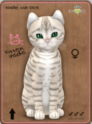 KittyCatS Box - Toyger Snow/7T/Female/Fluffy/Soft Curl