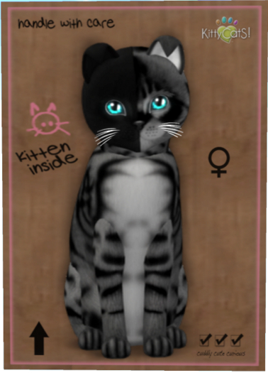 KittyCatS Box - Chimera - Charcoal Mist