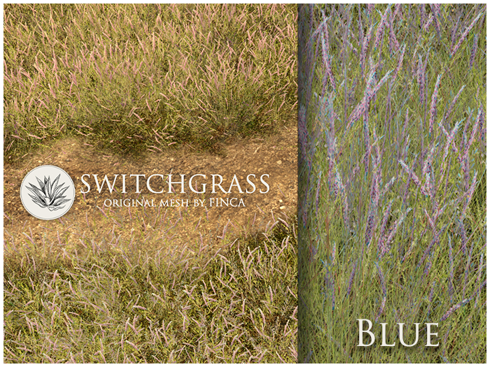 FINCA - Switchgrass blue