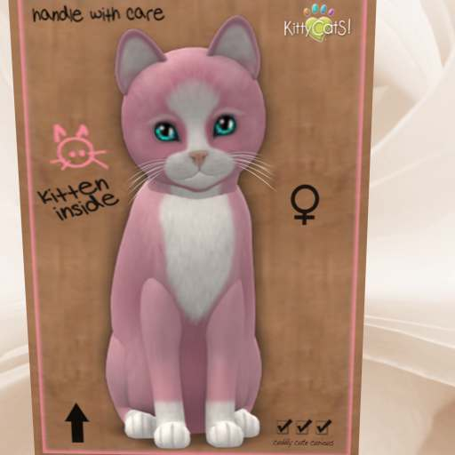 KittyCatS Box - New Born Kitten