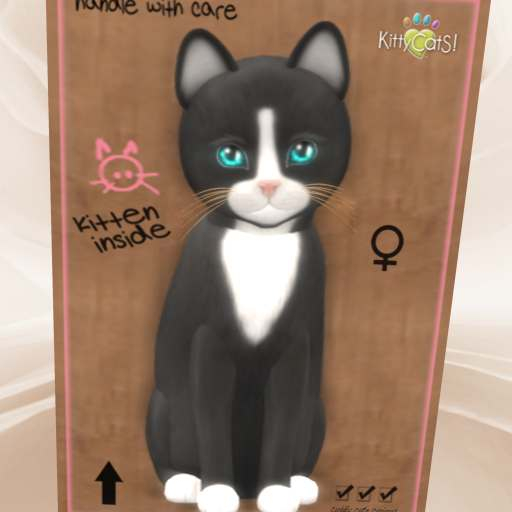 KittyCatS Box - New Born Kitten