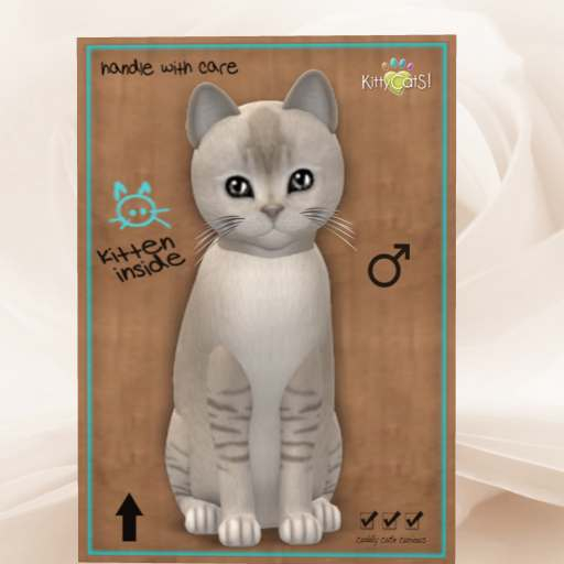 KittyCatS Box - New Born Kitten