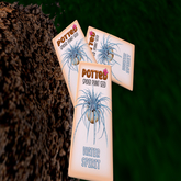 Potted: Spider Plant Seed: Water Spirit