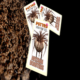 Potted: Spider Plant Seed: Artisan Roasters