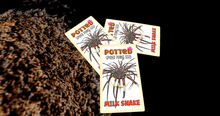 Potted: Spider Plant Seed: Milk Snake 1