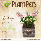 PlantPet Seed [Liriope *Parasol*] Common