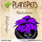 SUMMER SALE  - PlantPet Seed [Caladium *Amethyst*] - RARE - free breeding - no extra costs