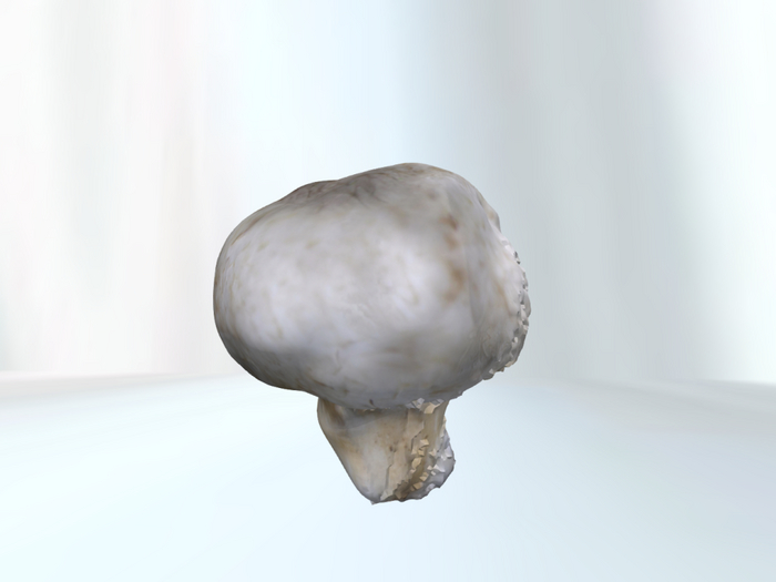 MyStory Mushroom x 50
