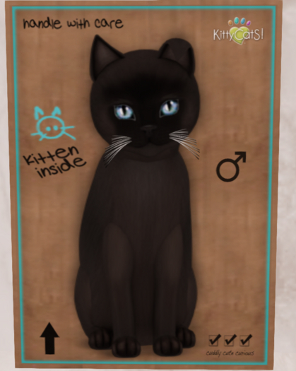 The Cattery-Burmese - Sable