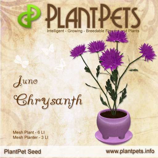 PlantPet Seed [Chrysanth *Juno*] 