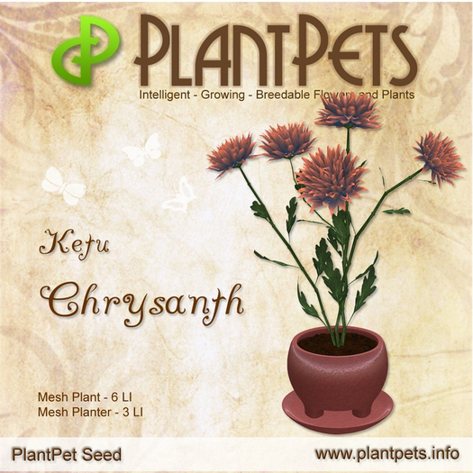PlantPet Seed [Chrysanth *Ketu*] RARE