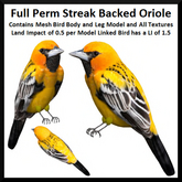Full Perm Streak Backed Oriole