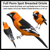 Full Perm Spot Breasted Oriole