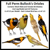 Full Perm Bullock's Orioles