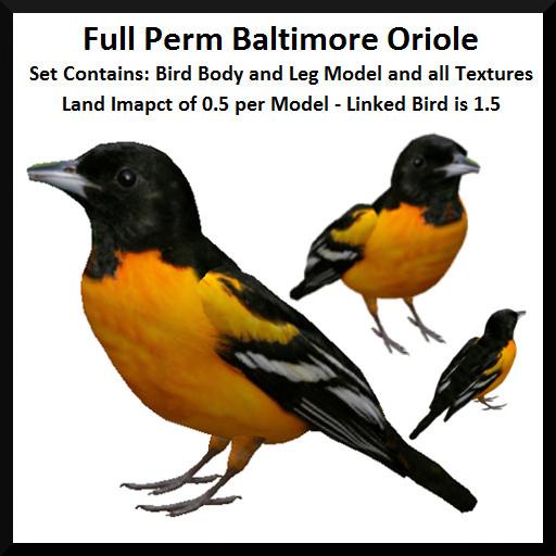 Full Perm Baltimore Oriole