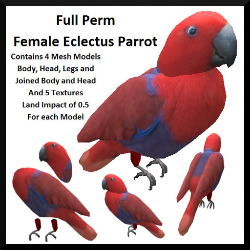 Full Perm Female Eclectus Parrot