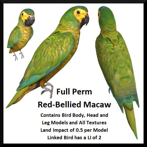 Full Perm Red-Bellied Macaw