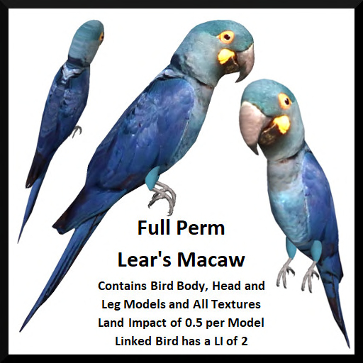 Full Perm Lear's Macaw
