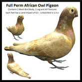 Full Perm African Owl Pigeon