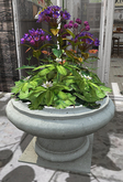 CJ Urn Planter Sweetheart Hoya Purple