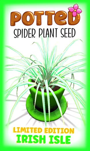 Potted: Spider Plant Seed: LE Irish Isle