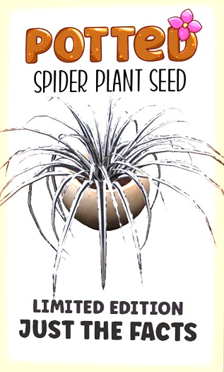 Potted: Spider Plant Seed: LE Just The Facts