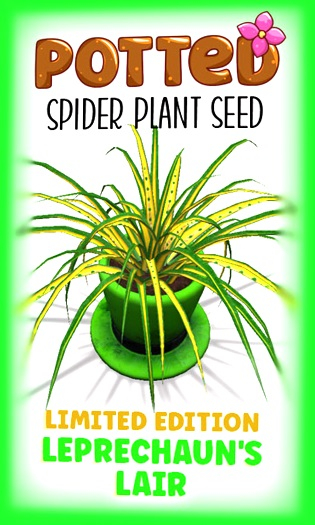 Potted: Spider Plant Seed: LE Leprechaun's Lair