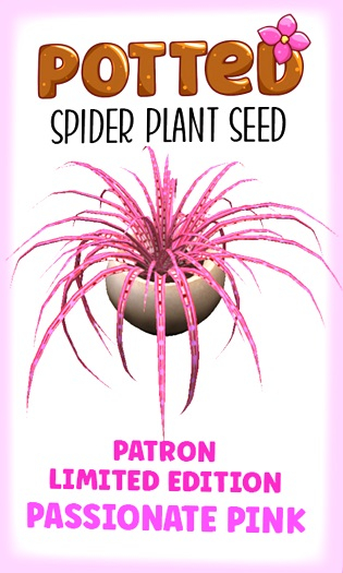 Potted: Spider Plant Seed: LE Passionate Pink
