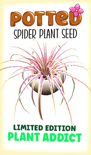 Potted: Spider Plant Seed: LE Plant Addict